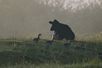 BUITEN BEELD Foto: 62896