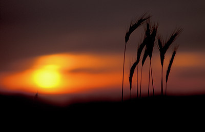 BUITEN BEELD Foto: 62905
