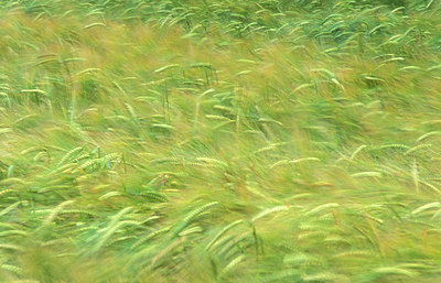 BUITEN BEELD Foto: 62912
