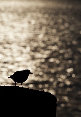 BUITEN BEELD Foto: 62927