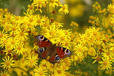 BUITEN BEELD Foto: 62952