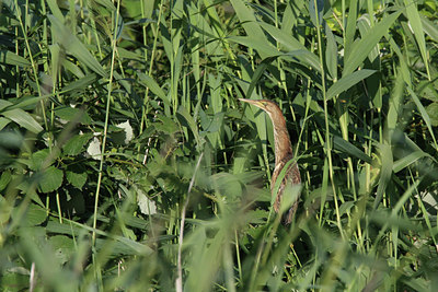 BUITEN BEELD Foto: 63024