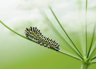 BUITEN BEELD Foto: 63062