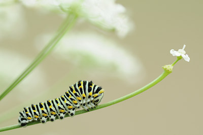 BUITEN BEELD Foto: 63063