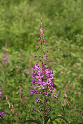BUITEN BEELD Foto: 63153