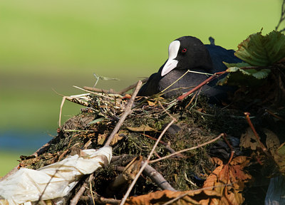 BUITEN BEELD Foto: 63224