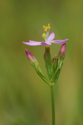BUITEN BEELD Foto: 63243