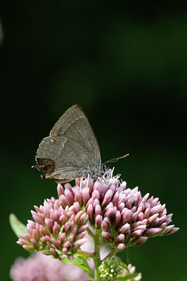 BUITEN BEELD Foto: 63251