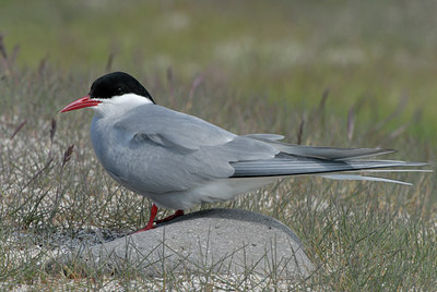 BUITEN BEELD Foto: 63278