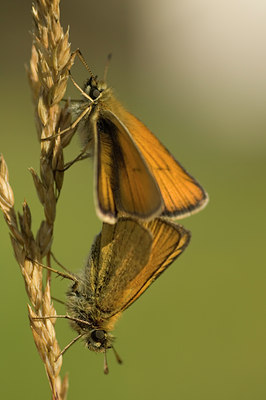 BUITEN BEELD Foto: 63282