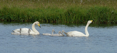 BUITEN BEELD Foto: 63285