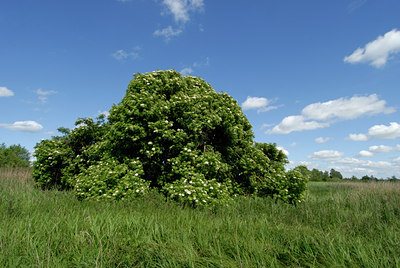 BUITEN BEELD Foto: 63296