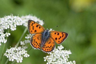 BUITEN BEELD Foto: 63364