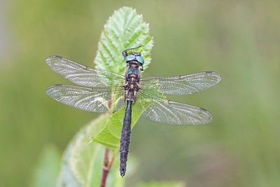 BUITEN BEELD Foto: 63367