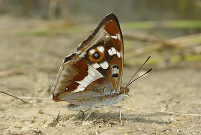 BUITEN BEELD Foto: 63378