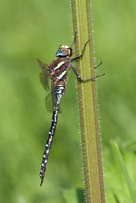 BUITEN BEELD Foto: 63379