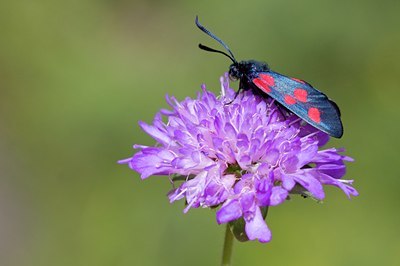 BUITEN BEELD Foto: 63391