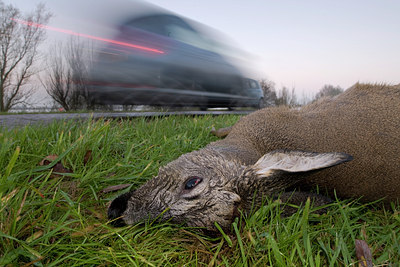 BUITEN BEELD Foto: 63404