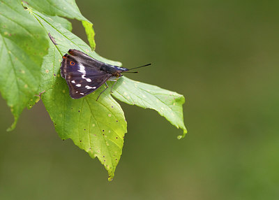 BUITEN BEELD Foto: 63454