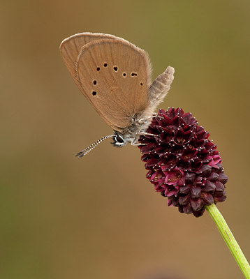 BUITEN BEELD Foto: 63458