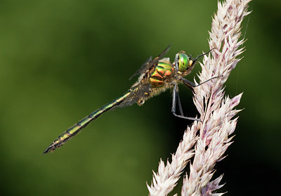 BUITEN BEELD Foto: 63465