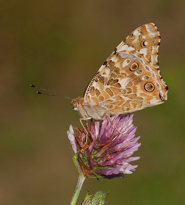 BUITEN BEELD Foto: 63468