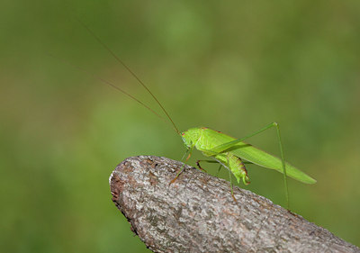 BUITEN BEELD Foto: 63470