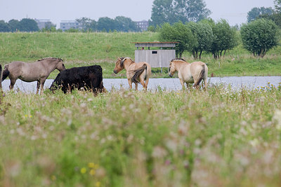 BUITEN BEELD Foto: 63495