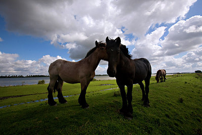BUITEN BEELD Foto: 63503