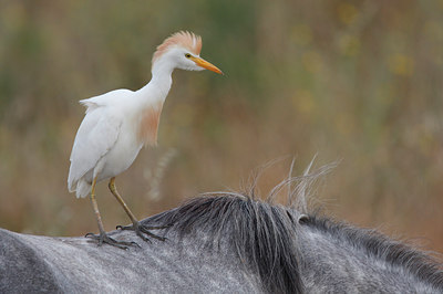 BUITEN BEELD Foto: 63541