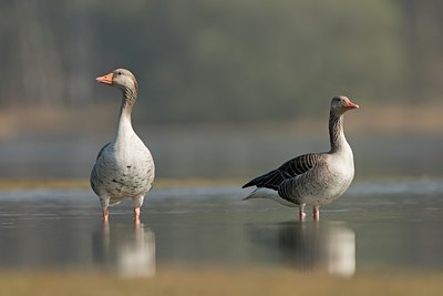 BUITEN BEELD Foto: 63542