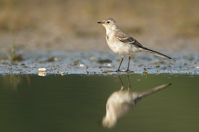 BUITEN BEELD Foto: 63558