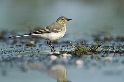 BUITEN BEELD Foto: 63560