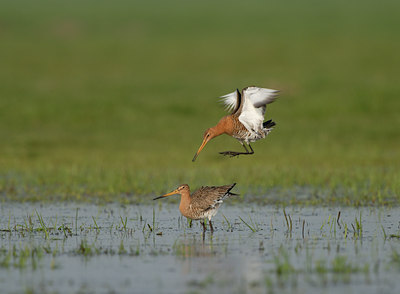 BUITEN BEELD Foto: 63617