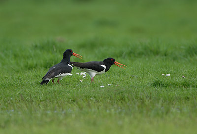 BUITEN BEELD Foto: 63622