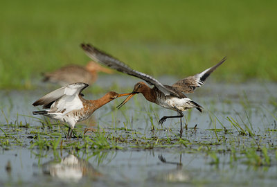 BUITEN BEELD Foto: 63624