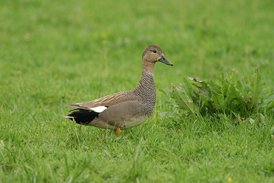 BUITEN BEELD Foto: 63642