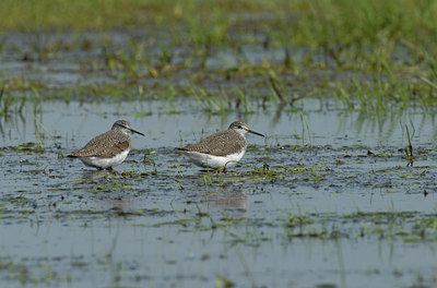 BUITEN BEELD Foto: 63643