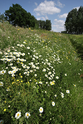 BUITEN BEELD Foto: 63699