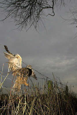 BUITEN BEELD Foto: 63792