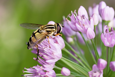 BUITEN BEELD Foto: 63808