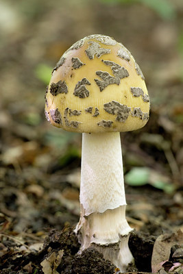BUITEN BEELD Foto: 63811