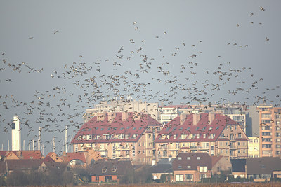 BUITEN BEELD Foto: 63857