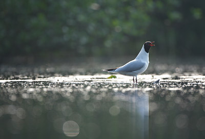 BUITEN BEELD Foto: 63909