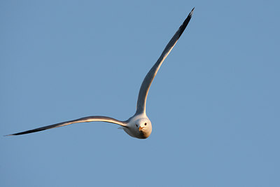BUITEN BEELD Foto: 63933