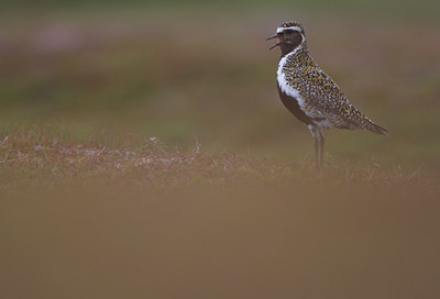 BUITEN BEELD Foto: 63939