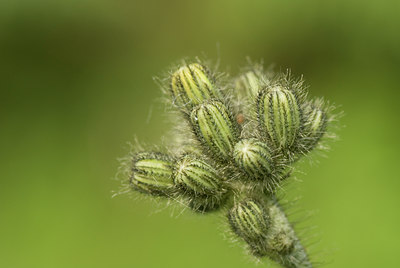 BUITEN BEELD Foto: 64054