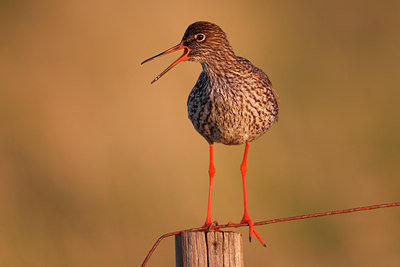 BUITEN BEELD Foto: 64107