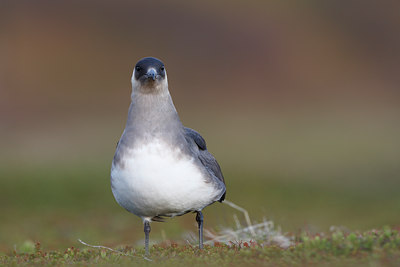 BUITEN BEELD Foto: 64108