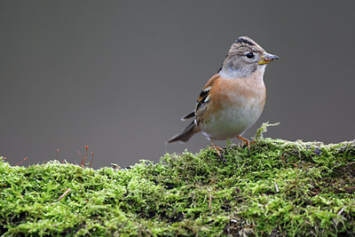 BUITEN BEELD Foto: 64112